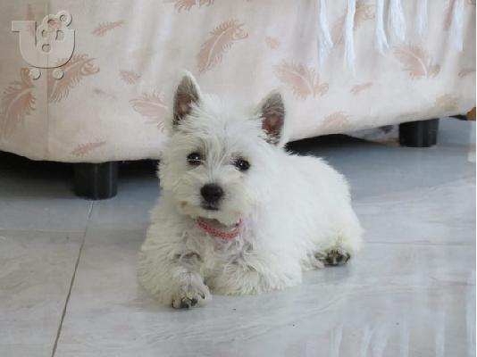 Westie terrier